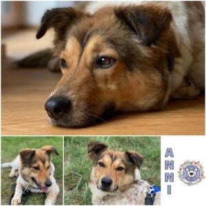 ANNI in 54311 Trierweiler *vermittelt*