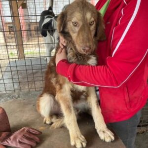 AURA - wird schüchtern, Hautprobleme (07/23) - ausgereist zur Tierhilfe Lebenswert