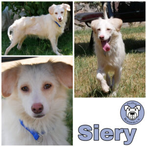 Siery in 21493 Möhnsen *vermittelt*