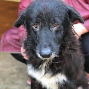 BALINGO - Gnadenplatzhund seit dem 08.07.2022