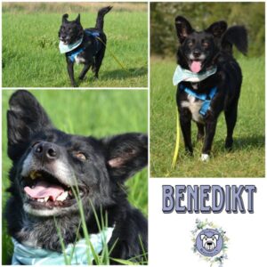 Benedikt in 38835 Osterwieck - vermittelt