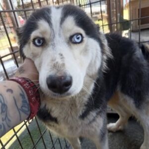 ANNABELLE - ausgereist zur Tierhilfe Lebenswert