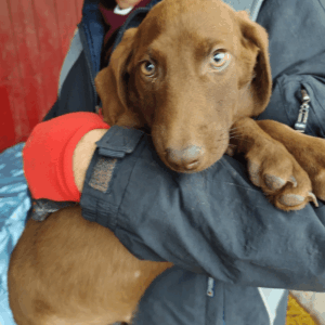 RUBIE - auf Pflegestelle in PLZ 3 *vermittelt*