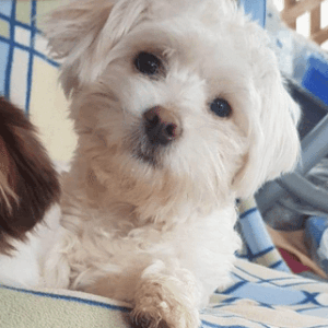 NEVY - auf Pflegestelle in PLZ 24 - vermittelt