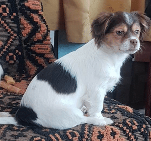 SIBO - auf Pflegestelle in PLZ 24 - ausgereist