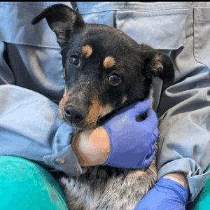 PÜNKTCHEN - reserviert TH Koblenz - vermittelt