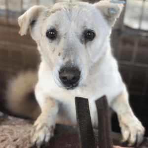 JONATHAN - auf PDR PS im PLZ Bezirk 33 *ausgereist*