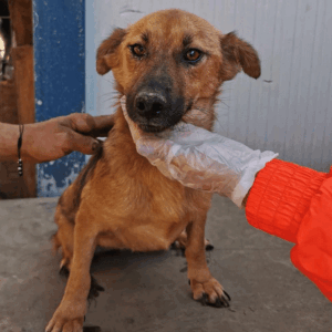 AISCHA - auf PDR PS im PLZ Bezirk 18 - vermittelt