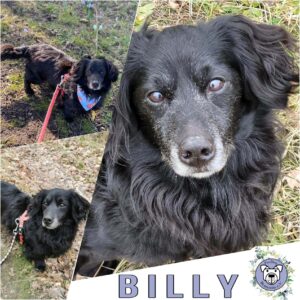 Billy in 18311 Ribnitz Dammgarten - vermittelt