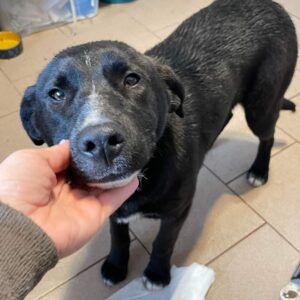 JOSY (Blacky*) - auf Pflegestelle in PLZ 18 *vermittelt*