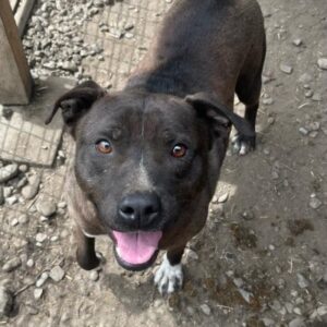 BULLIE (♂) (DNA Test erfolgt)