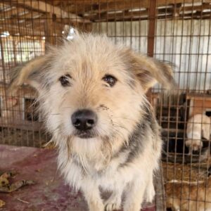 DALIA - auf PDR PS im PLZ Bezirk 72