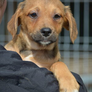 LORENA - auf Pflegestelle in PLZ 5 *vermittelt*