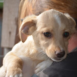 MARY - Vergessene Pfoten Stuttgart vermittelt