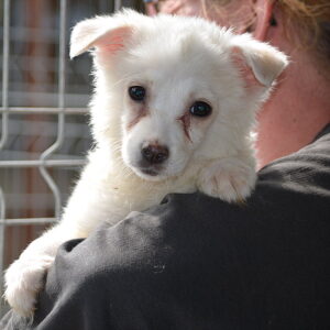 VANILLA - reserviert PVA vermittelt