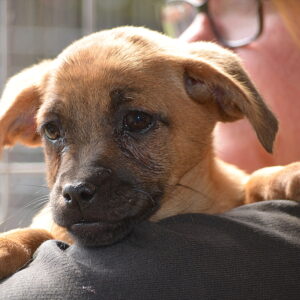 ELZI - auf Pflegestelle in PLZ 1 vermittelt