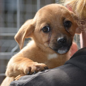 NAOMI - auf Pflegestelle in PLZ 1 vermittelt