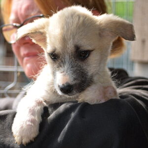 MILLY - auf Pflegestelle in PLZ 2 vermittelt