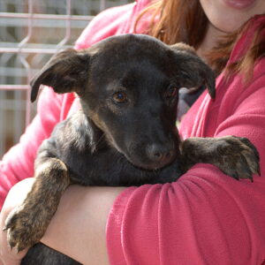 YUNA - sollte zeitnah ausreisen - reserviert TST Rösrath vermittelt