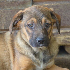 DARIA - auf Pflegestelle in PLZ 9 vermittelt