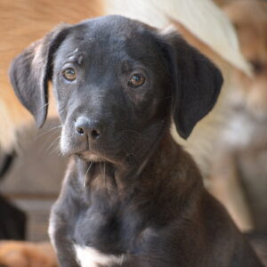 NIKI - auf Pflegestelle in PLZ 9 vermittelt