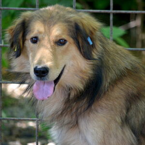 CAJUS - vermisst 04/2023