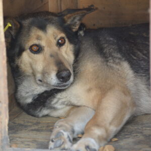YOYO (⚤) - alter Bruch an Hinterbein, falsch zusammengewachsen