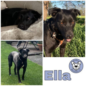 Ella in 46499 Hamminkeln *vermittelt*