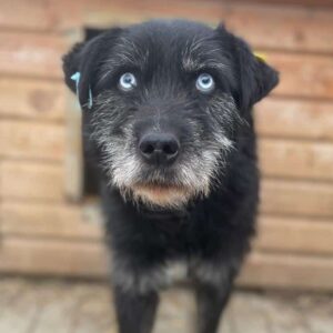 AZULES (♂) - vermisst 11/24