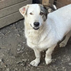 GISA - reserviert Sarah - vermittelt