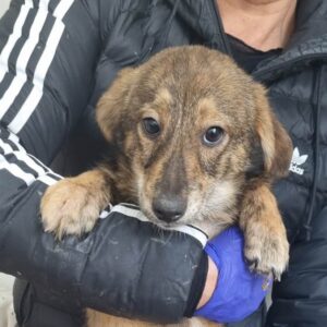 GONZALES - vermittelt zur Tierhilfe Lebenswert