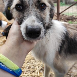 RILEY - auf Pflegestelle in PLZ 6 *vermittelt*