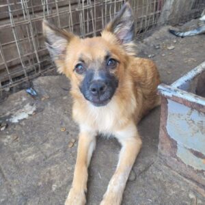 PUCKY - vermittelt Alexandra