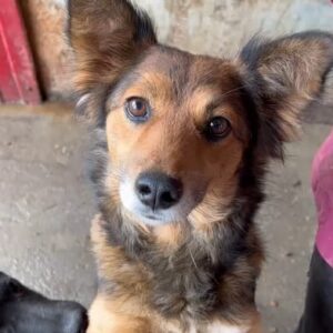 SOLANA - reserviert Alexandra - auf PS in PLZ 86