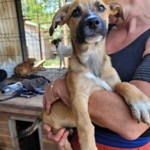 TARJA - ausgereist zu 4animals