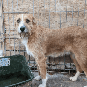 LOREDANA - auf Pflegestelle in PLZ 18 *vermittelt*