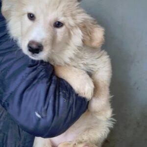 MELODY - reserviert NH - vermittelt