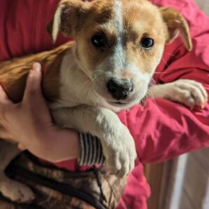 DOLLY - reserviert PVA - vermittelt