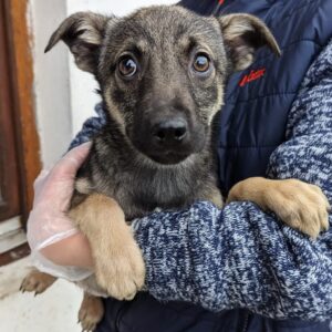 PILI - auf Pflegestelle in PLZ 18 - vermittelt