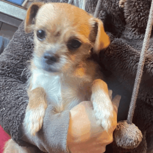 KIVI - reserviert PVA - vermittelt