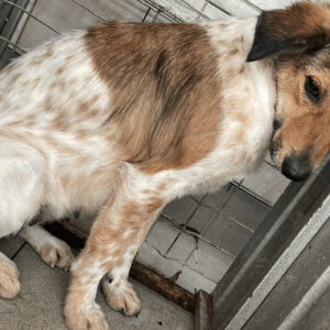 ANNI - auf Pflegestelle in PLZ 54 *vermittelt*