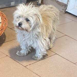 AMATA - auf Pflegestelle in PLZ 21 *vermittelt*