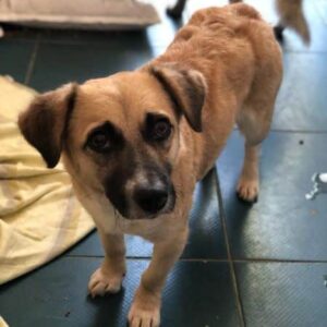 HERMINE - ausgereist zur Tierhilfe Lebenswert