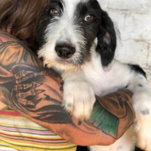 JULIKA - ausgereist zum TST Rösrath