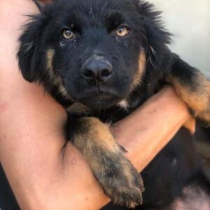 THILDA - auf PDR PS im PLZ Bezirk 60 - vermittelt