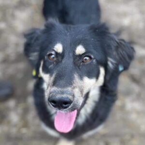 TESS - auf PDR PS im PLZ Bezirk 31 - vermittelt