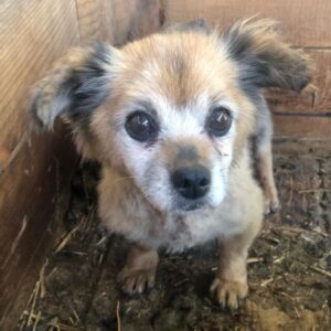 ABUELITA - vermittelt Alexandra