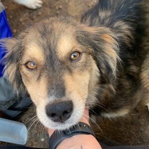 LUZI - auf PDR PS im PLZ Bezirk 38 - vermittelt