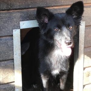 NIKITA - ausgereist zum TST Rösrath