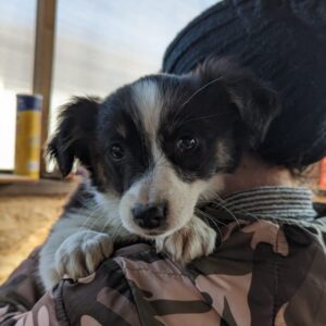 ANYANA - reserviert Vergessene Pfoten Stuttgart - vermittelt